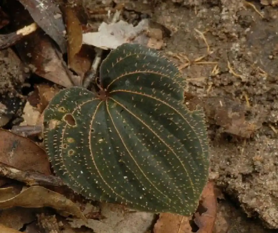 而中药里,也有一味紫背天葵.