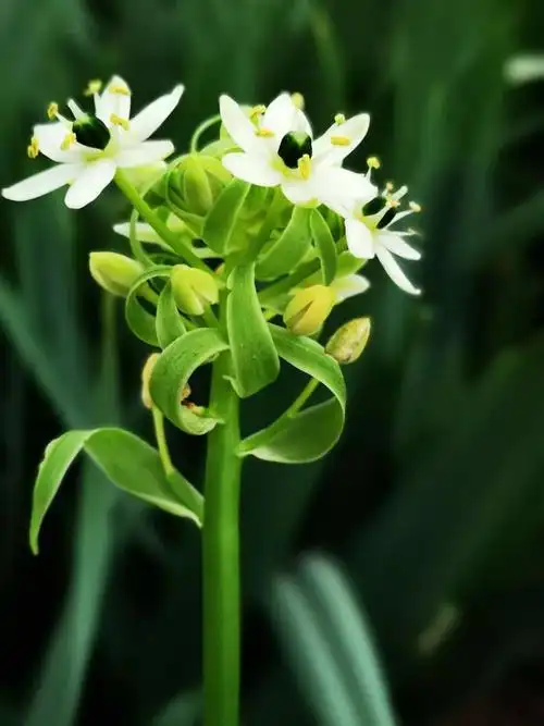 新品| 快来,天鹅绒太美啦!_花苞