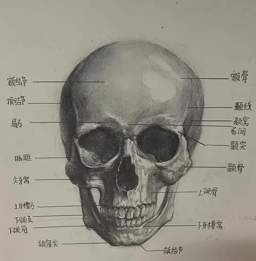 头骨解剖