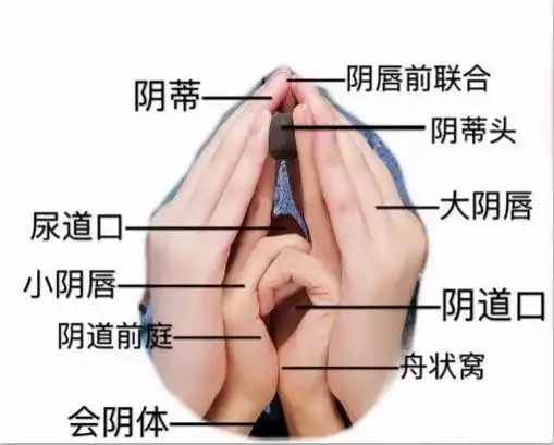 阴部由阴蒂,小阴唇,大阴唇,阴道口和尿道口组成,它们共同构成了女性的