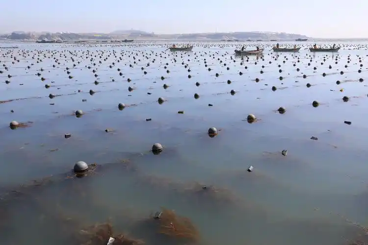 吃过海带的人知道它在海里是怎么生长吗不打药不施肥也需管理