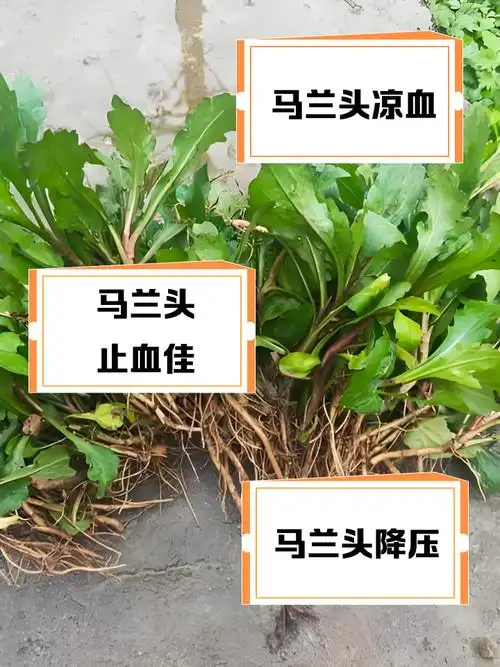 马兰头根煮水功效与作用