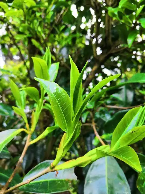 其它 云南野生古树茶介绍 写美篇 野生茶的功效: 野生茶可清凉解署