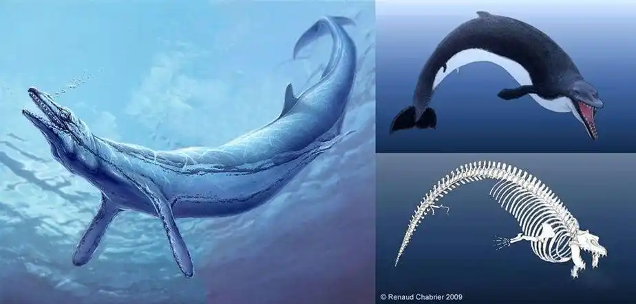 鲸是鱼类吗?为什么(鲸鱼不是鱼的故事)-第14张图片