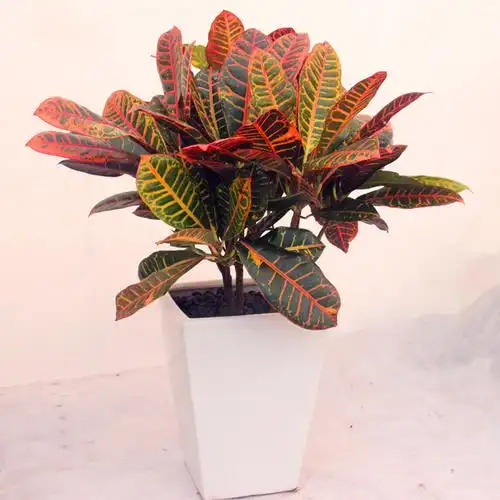 爱优尚变叶木盆栽室内观叶植物花卉客厅办公室落地大型绿植到家