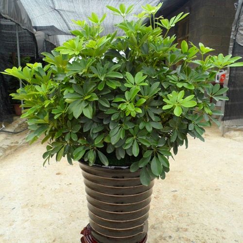 绿色渲染 鸭脚木苗 鹅掌柴 鹅掌木 七叶莲盆栽八方来财净化空气吸甲醛