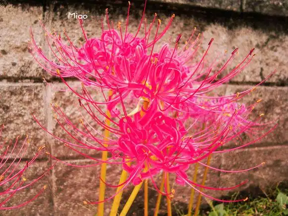 [美图]各色彼岸花~~~_地狱少女吧_百度贴吧