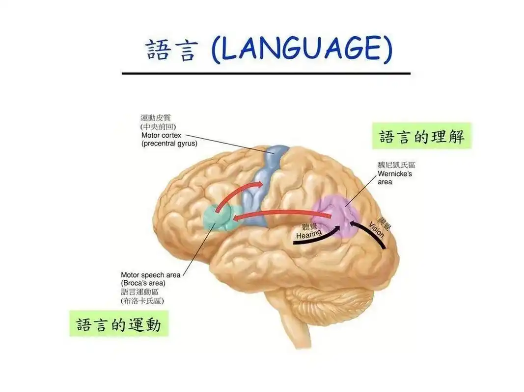 大脑08的语言中枢:布洛卡区和韦尼克区 9790布洛卡区: 布洛卡区