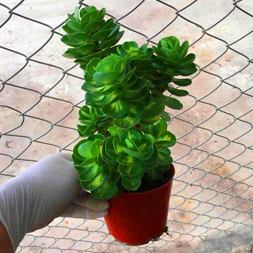 盆栽金钱木老桩多肉植物室内办公室绿植招财防辐射绿植