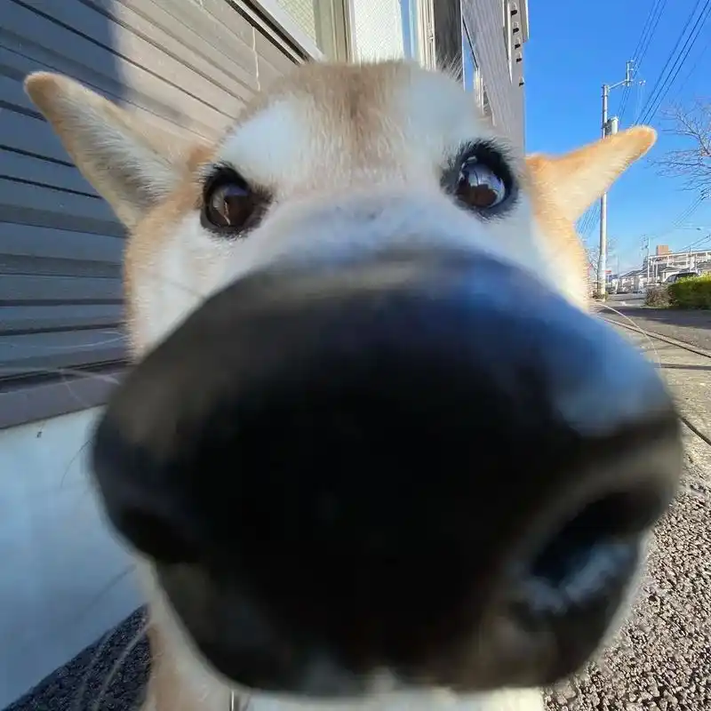 狗狗日常怼脸#狗狗的心思都写在脸上了 #笨蛋小狗 - 抖音