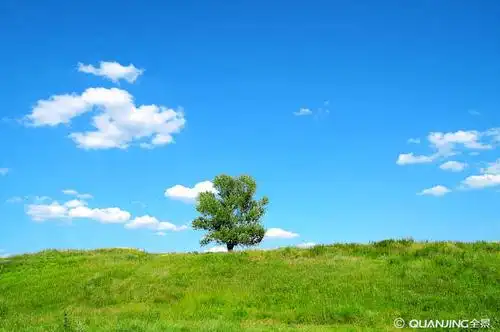 一棵树图片_图片大全