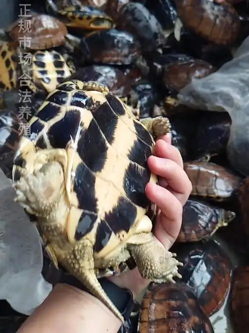 曾经3000一斤的石金钱龟,如今菜市场20一斤