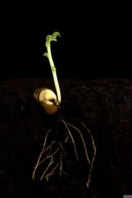 【高清图】 感受生命的力量 植物种子发芽高清组图图3