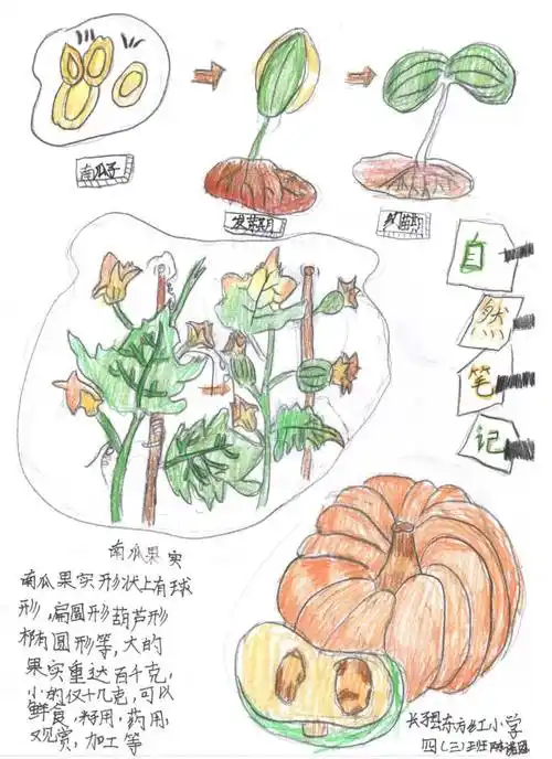 山西省青少年"一起向自然"2023年生物多样性自然笔记征集活动优秀作品