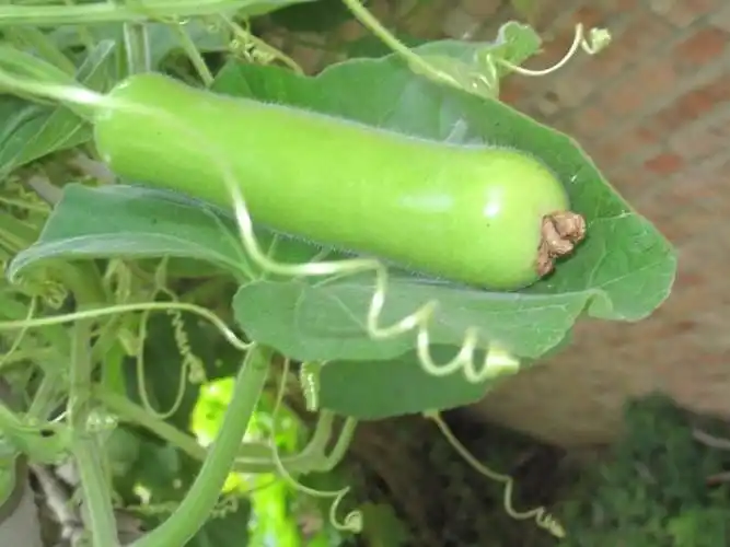 供应春玉一号短瓠子种子 早熟适应性强