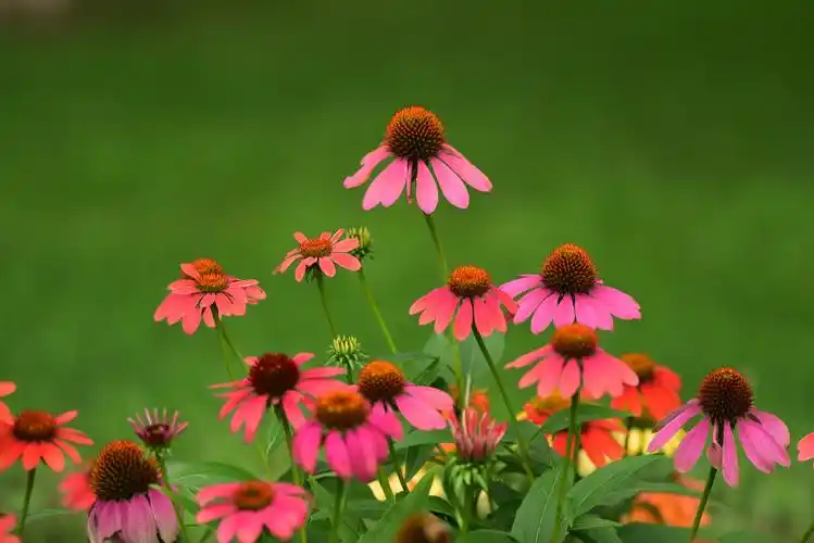 松果菊的美好时光