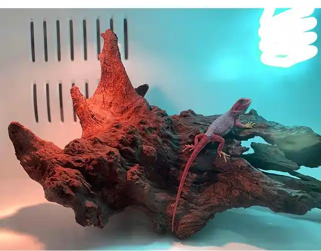 瑾伦黑红系鬃狮蜥蜴活体宠物入门级柑橘幼体留种级小压成体爬宠温顺