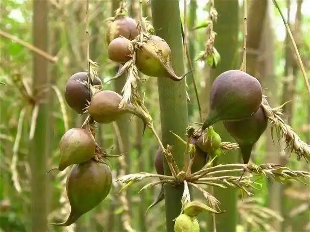 原创这种竹子不但能开花,还能结大果子,50年结一次,稀有堪比人参果