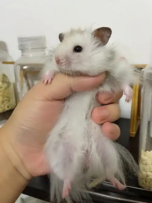 给长毛纯银金丝熊找家长