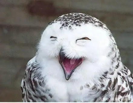 个表情,眨个眼放个电啥的都是小意思,想当年老娘用这招征服了多少傻鸟