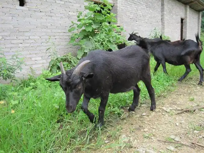 四川黑山羊  广安黑山羊