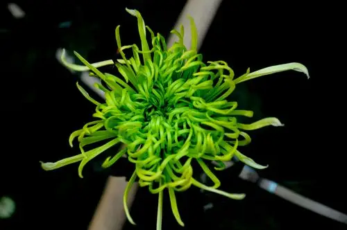 "花中赤兔"绿菊,一款春水绿波,清凉一夏!