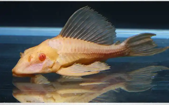 爱闹水族 死亡包赔 红眼女王大帆小型异型形鱼底栖鱼除藻清洁垃圾工具