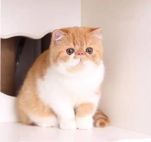 自家猫舍繁育加菲猫 包纯种 包健康