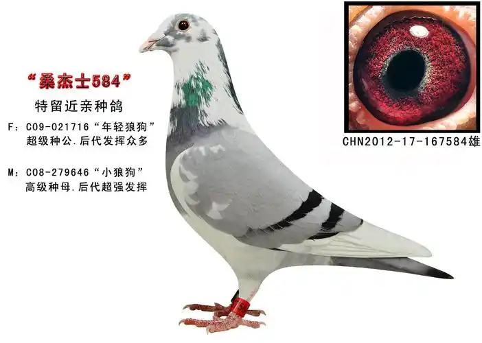 桑杰士584_湖北爱华鸽业-中信网爱鸽商城