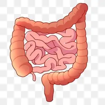 人体器官插画 动漫动画 大肠, 人体器官插画, 消化系统, 小肠 png和