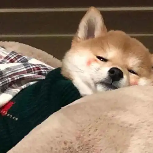 蠢萌的柴犬头像～ 小可爱们请注意接收～ 别忘了点赞噢