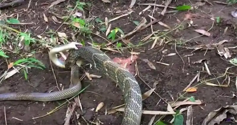 眼镜蛇与眼镜王蛇展开大战眼镜蛇不敌眼镜王蛇惨遭吞食