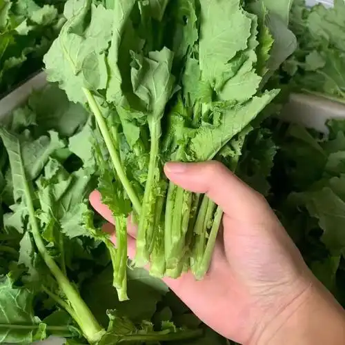 四川新鲜油菜苔 青菜苔小油菜青菜苔薹 3斤【图片 价格 品牌 报价】