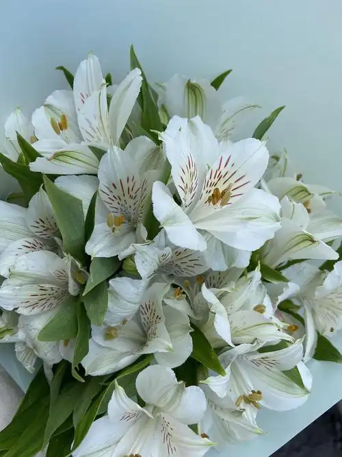 一束白色 水仙百合