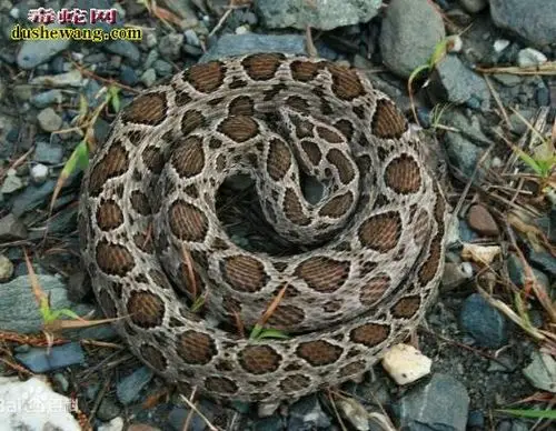 花斑蛇图片花斑蛇图片图片大全