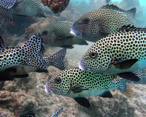 海洋生物 物种分类解惑