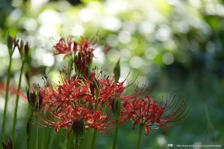 黑点小虎的相册-闲敲棋子落灯花