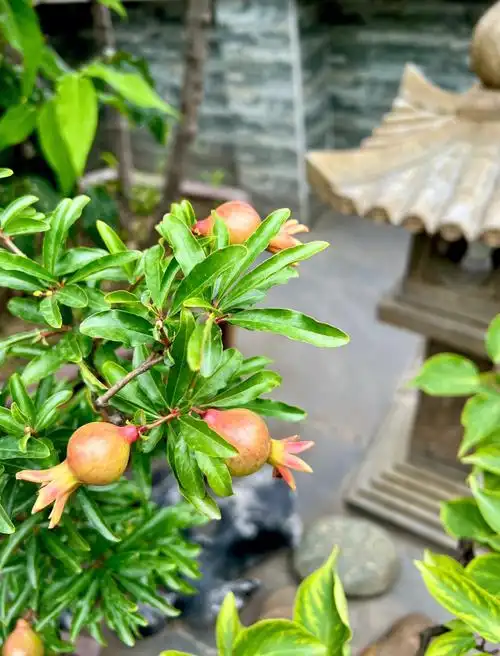 还有一盆枝干粗壮老妖,无花也无果还有一盆紫玉石榴连花苞都还没有