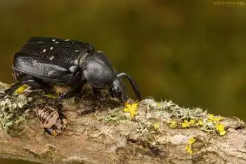 求问这是一种什么昆虫黑色,2cm长,椭圆形,会飞