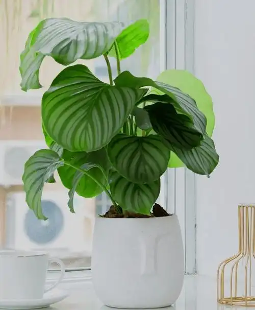 这8款易养活的室内绿植帮你轻松搭配出元气满满的家居环境