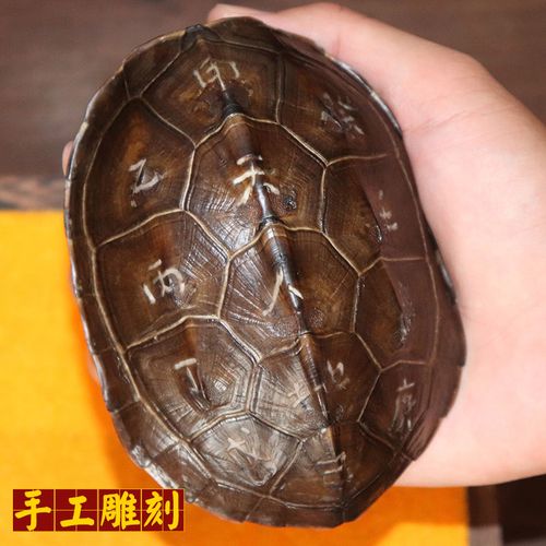 手工刻字天然真乌龟壳六爻占卦镇宅辟邪招财风水文玩把玩风水把件