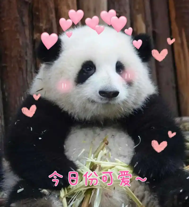 整了组花花表情包,太可爱了叭!