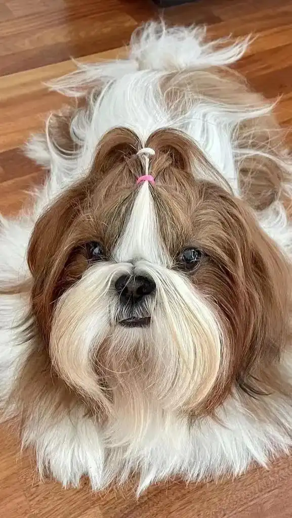 西施犬又名狮子犬,温顺热情性格 - 抖音