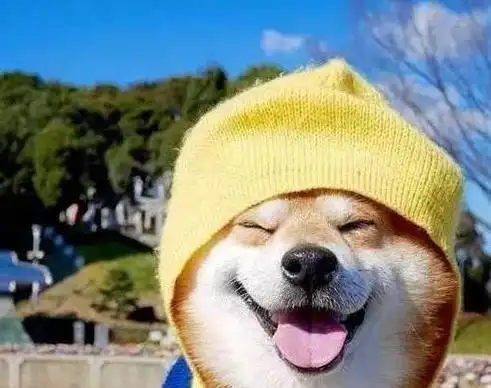 柴犬每天都咧嘴笑,最后连宠主都受了影响|丰盛|开心|犬科|宠物狗