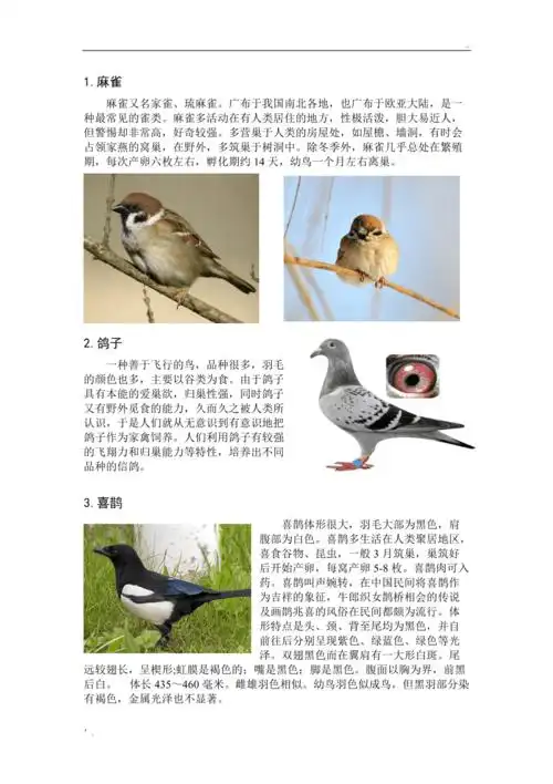 常见鸟类简介