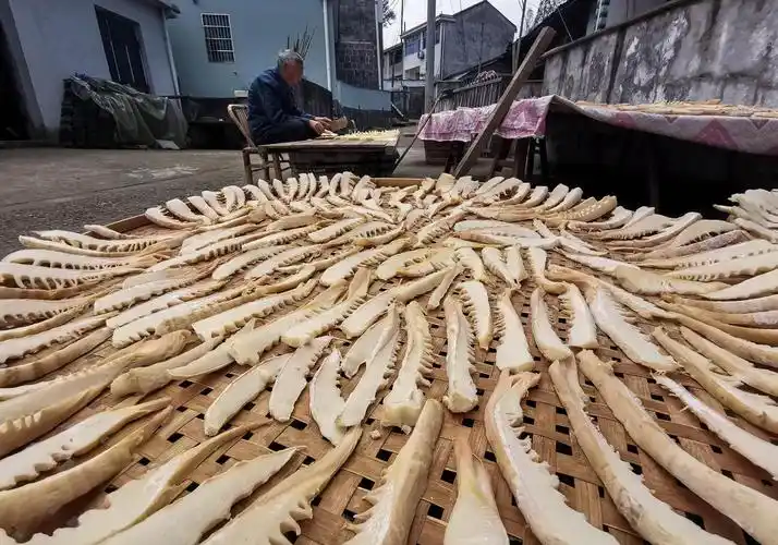 浙江宁波春笋破土村民忙晒笋干