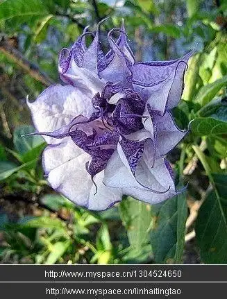 紫色曼陀罗花种子有卖吗?