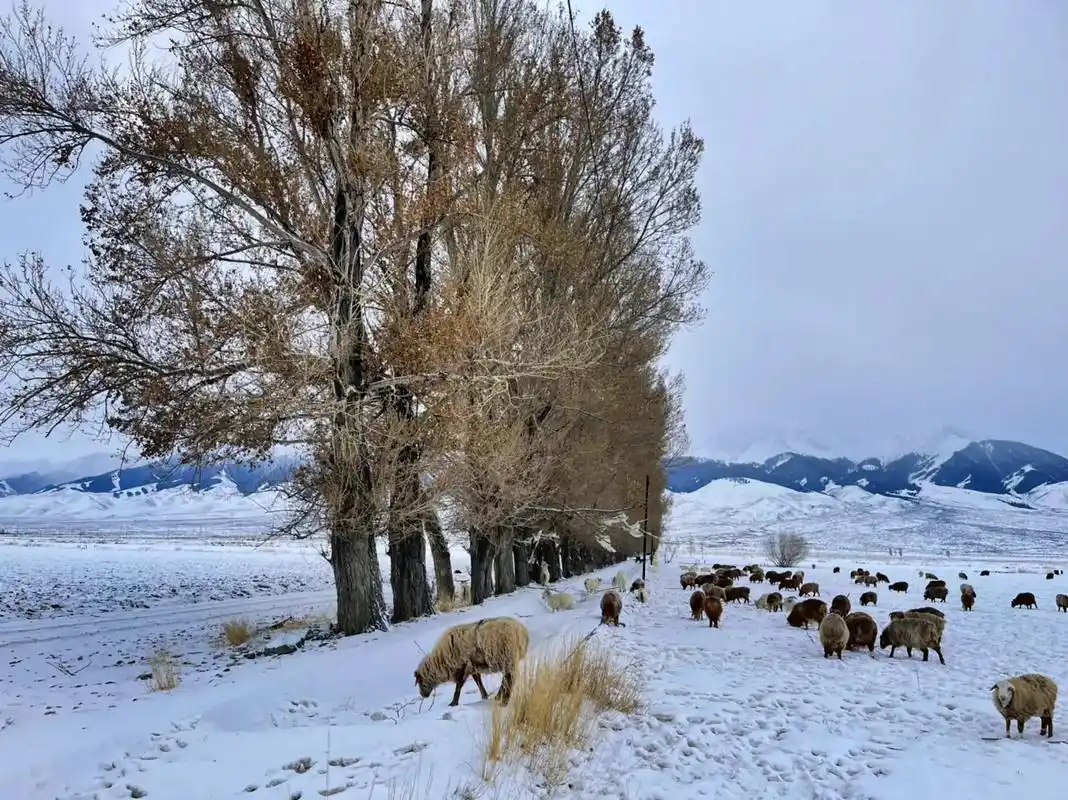 羊在雪中觅草 巴里坤哈萨克自治县奎苏 2022.2 - 抖音