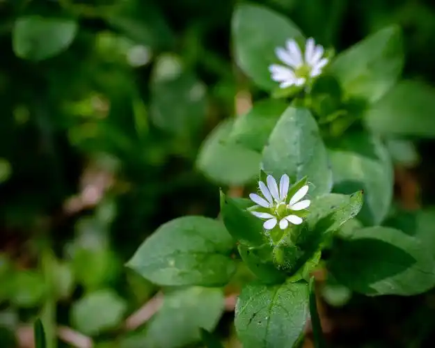 繁缕(stellaria chickweeds) 别名:鹅肠菜,鹅耳伸筋,鸡儿肠拉丁文名