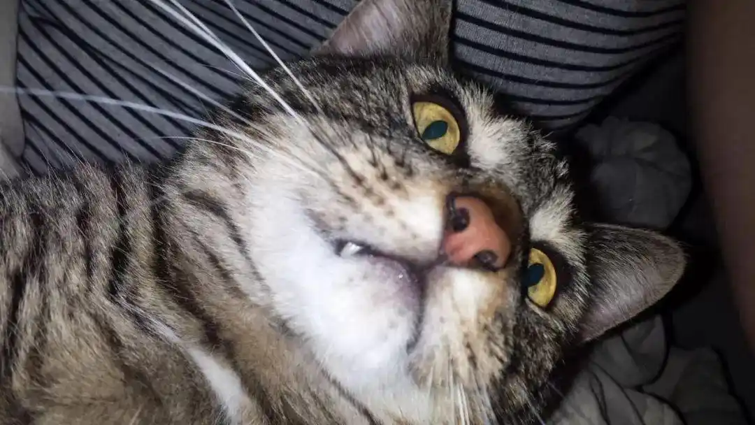 黑猫没救了,连自拍都那么糊…来,送大家一组我家猫自拍的情侣头像!